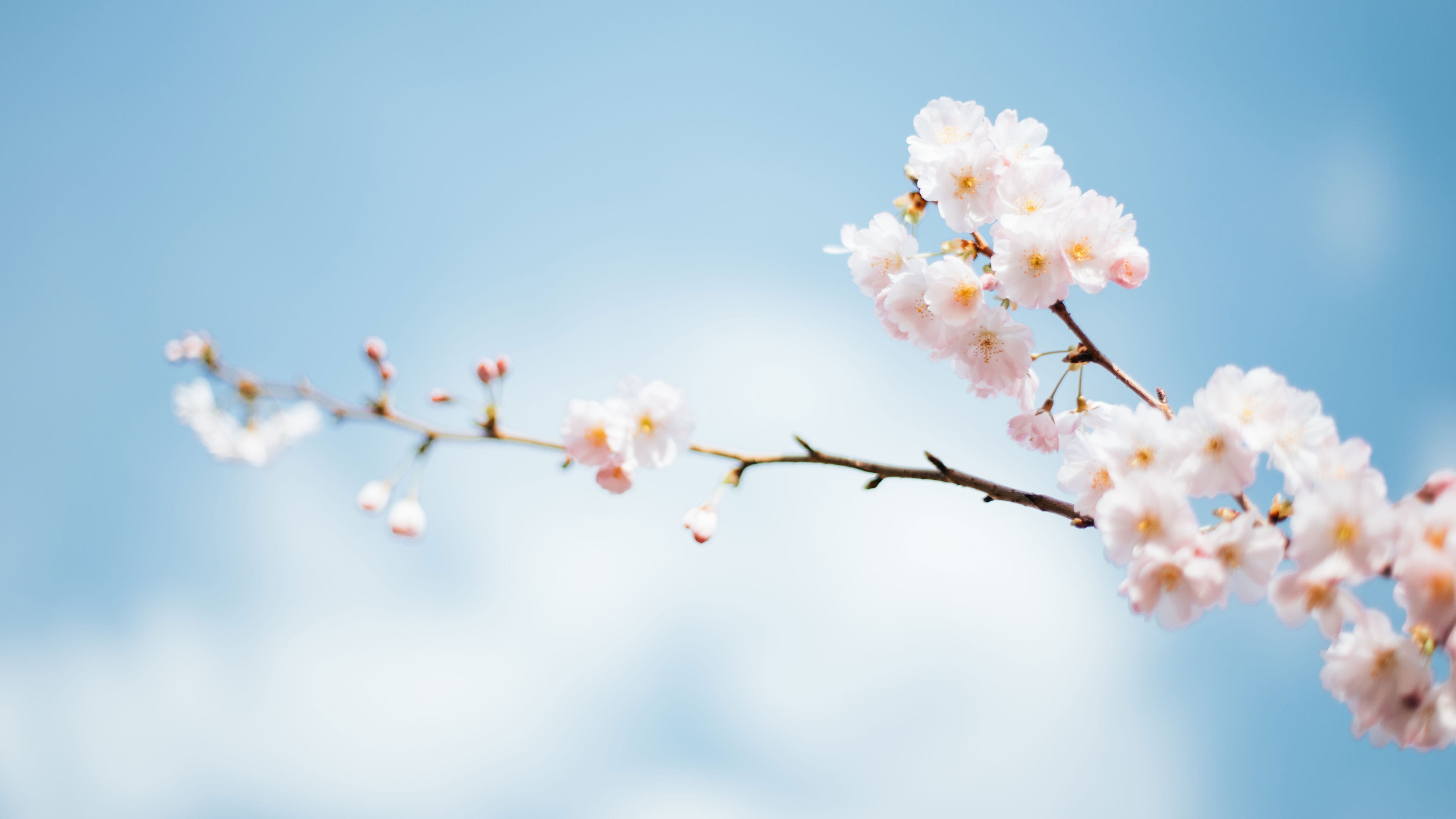 ajax的post请求数据为json格式相关设置